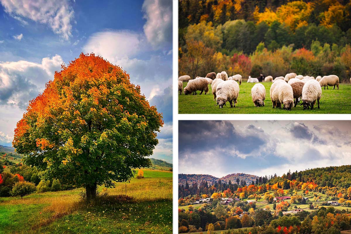 Autumn in Bukovina